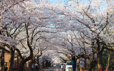 Lạc bước giữa sắc hoa anh đào tỉnh Niigata